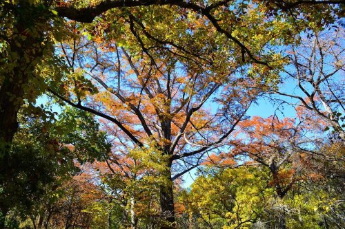 A vibrant forest scene with trees displaying autumn foliage against a clear blue sky.