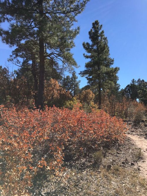 A sunny forest scene with tall pine trees and vibrant orange foliage along a dirt path.
