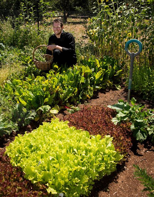 A person crouches in a garden, holding a basket, surrounded by vibrant green lettuce and leafy vegetables.