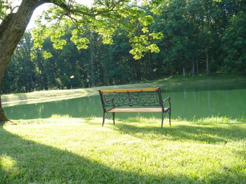 A peaceful scene featuring a bench by a serene green lake, surrounded by lush trees and grass.