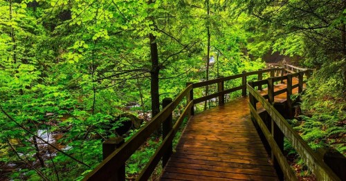 A wooden pathway winds through a lush green forest, surrounded by vibrant foliage and trees.