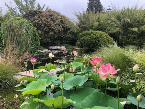 A serene garden scene featuring blooming lotus flowers, lush greenery, and a tranquil pond surrounded by trees.