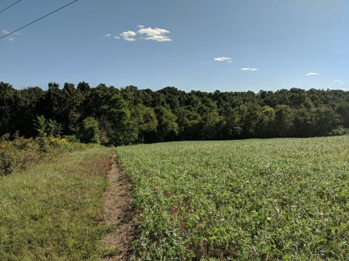 A sunny landscape featuring a green field bordered by trees under a clear blue sky.