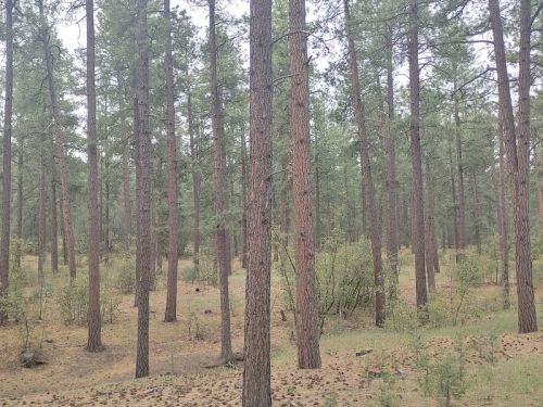A dense forest of tall pine trees with scattered underbrush and a soft, earthy ground cover.