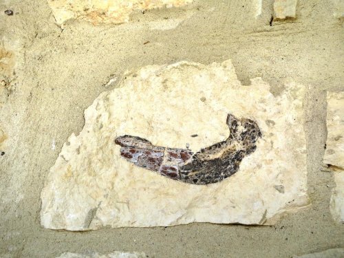 Fossilized remains embedded in a stone wall, showcasing a curved shape with dark and light patterns.