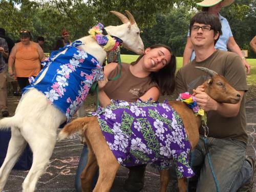 Two goats in colorful floral outfits pose with two smiling people at an outdoor event.