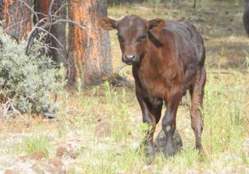 A young brown calf walking through a grassy area with trees in the background.