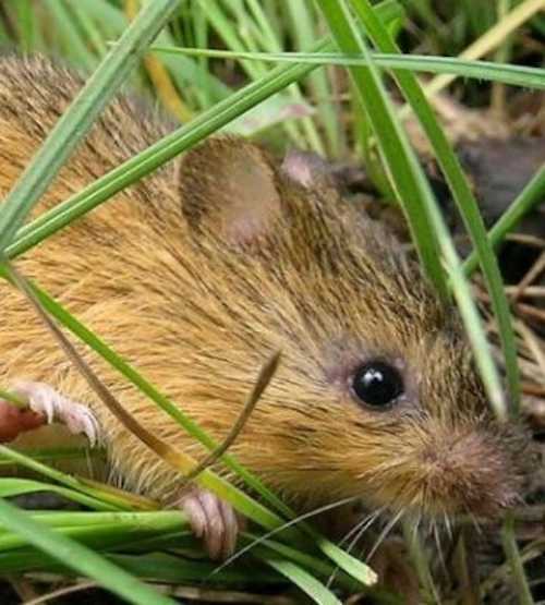 A small, brown mammal with whiskers and tiny ears, nestled among green grass and foliage.