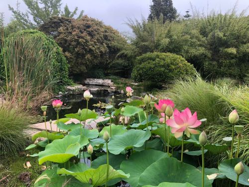 A serene garden scene featuring blooming lotus flowers, lush greenery, and a tranquil pond in the background.