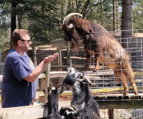 A man interacts with a goat in a pen, while other goats gather around at the base of the enclosure.