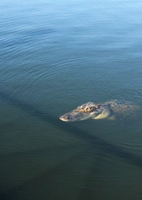 A crocodile partially submerged in calm water, with its head and part of its body visible above the surface.