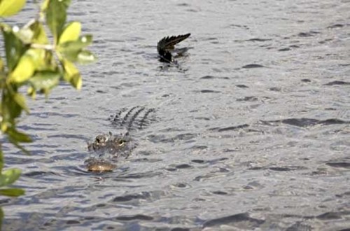 A crocodile swims in calm water, partially submerged, with a bird flying above in the background.