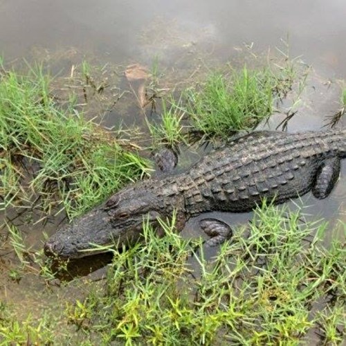 A crocodile resting on the grass near a body of water, surrounded by green vegetation.