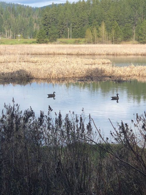 Two ducks swim in a calm pond surrounded by tall grasses and trees in the background.