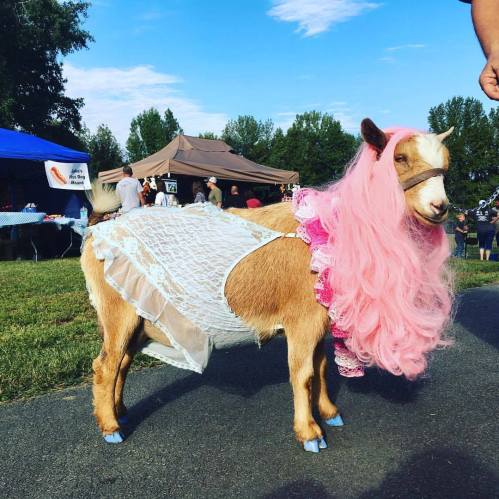 A goat dressed in a white lace dress and a pink wig stands outdoors at an event, surrounded by tents and people.