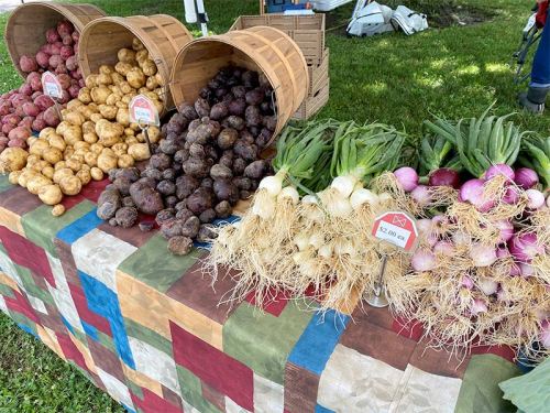 Baskets of colorful potatoes and fresh onions displayed on a table at a farmers' market.