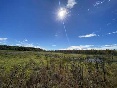 A bright sun shines over a lush, green wetland with blue skies and scattered clouds in the background.