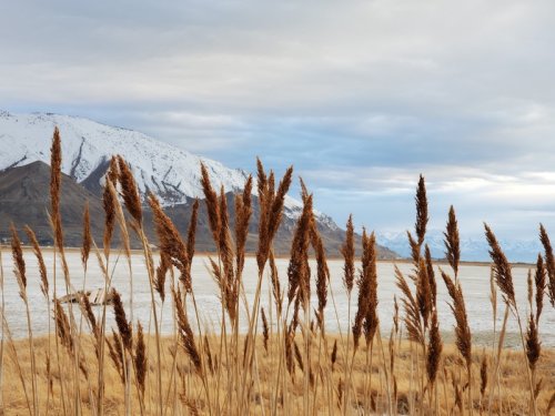 Tall grasses sway in the foreground, with snow-capped mountains and a calm lake in the background under a cloudy sky.
