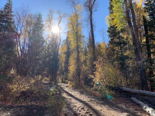 Sunlight filters through tall trees with autumn leaves along a dirt path in a serene forest setting.