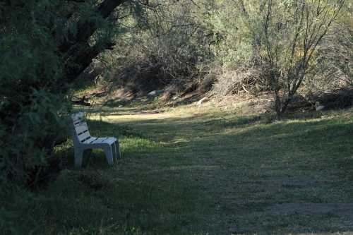 A solitary white chair sits on a grassy path surrounded by overgrown bushes and trees in a quiet outdoor setting.