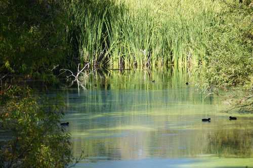 A serene pond surrounded by tall grasses and trees, with a few ducks swimming peacefully.