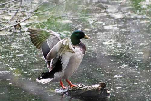 A mallard duck flaps its wings while standing on a log in a pond, surrounded by water and greenery.