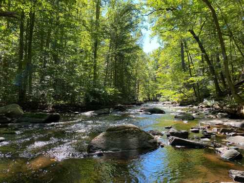 A serene forest scene with a clear stream flowing over rocks, surrounded by lush green trees under a bright blue sky.