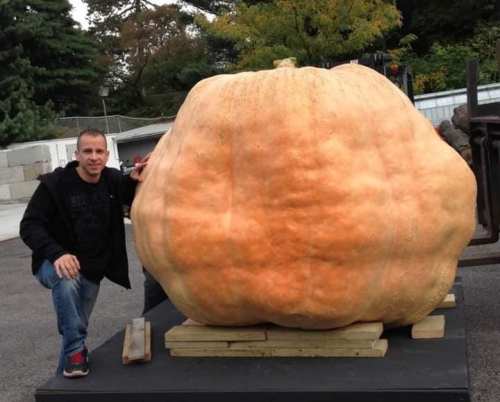 A person kneels beside an enormous pumpkin, showcasing its size against a backdrop of trees and a building.