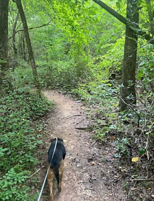 A dog walks along a dirt path in a lush, green forest surrounded by trees and dense foliage.