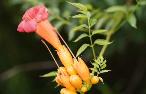 A vibrant red trumpet flower with orange buds and green leaves against a blurred background.