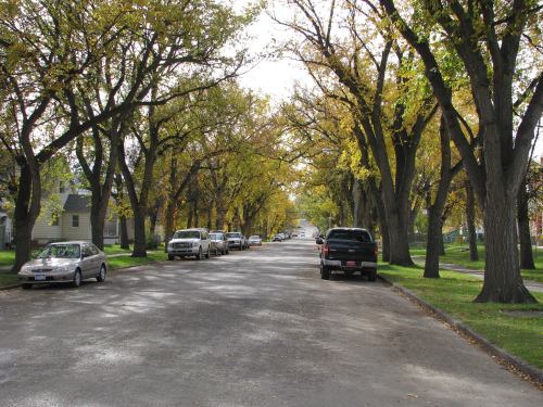 A tree-lined street with autumn foliage, featuring parked cars on either side and a cloudy sky above.