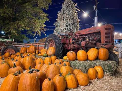 A vintage red tractor surrounded by bright orange pumpkins and hay bales at a nighttime pumpkin patch.