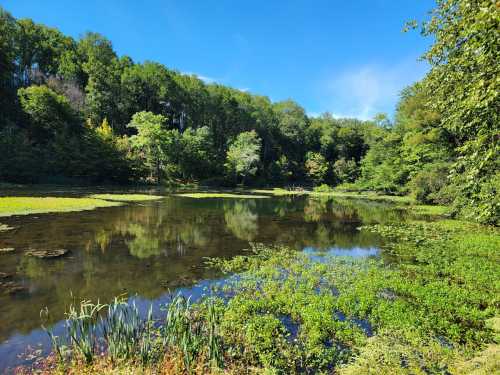 A serene pond surrounded by lush greenery and trees under a clear blue sky. Reflections shimmer on the water's surface.