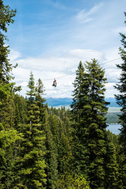 A person zip-lining through a forest of tall pine trees with mountains and a lake in the background.