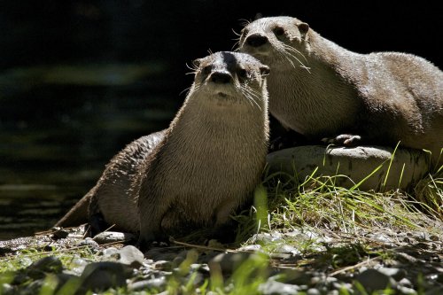 Two otters sit on a rock by the water, surrounded by grass and pebbles, with a dark background.