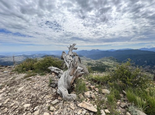 A weathered tree stump overlooks a vast mountainous landscape under a cloudy sky.