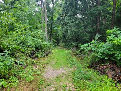 A narrow, grassy path winds through a lush green forest, surrounded by trees and dense foliage.