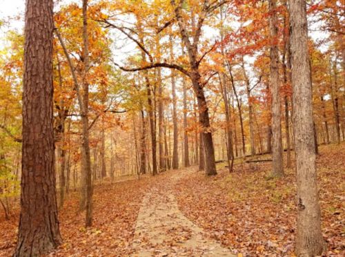 A winding path through a forest of tall trees with vibrant autumn leaves in shades of orange and yellow.