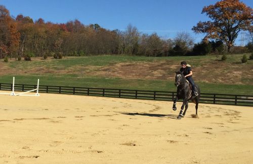 A rider on a black horse gallops across a sandy arena with trees in the background and a clear blue sky.