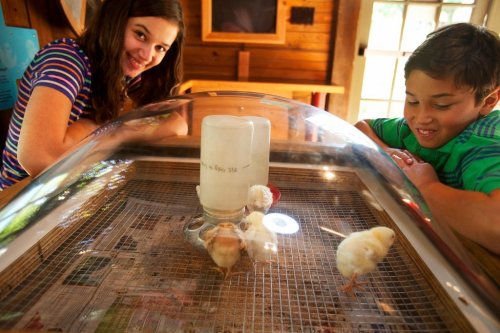 Two children watch chicks hatching under a glass dome in a cozy indoor setting, smiling with excitement.