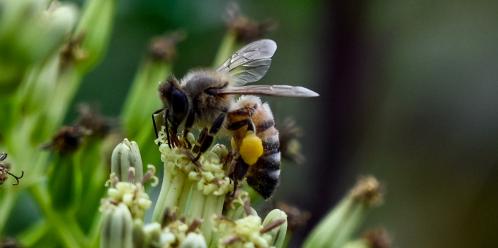 A close-up of two bees collecting nectar from white flowers in a blurred green background.