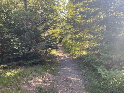 A narrow dirt path winding through a lush green forest with sunlight filtering through the trees.