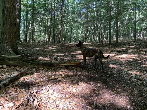 A brindle dog stands on a forest path, surrounded by tall trees and dappled sunlight filtering through the leaves.