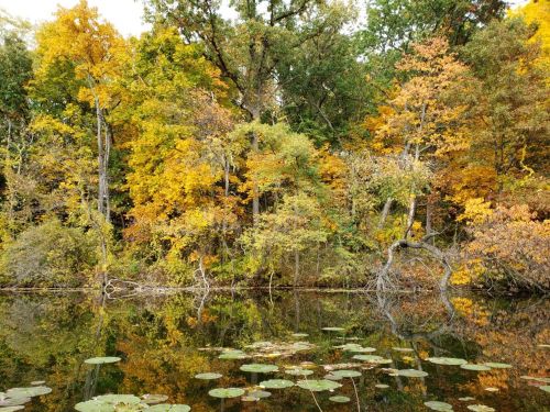 A serene lake surrounded by vibrant autumn trees reflecting in the water, with lily pads in the foreground.