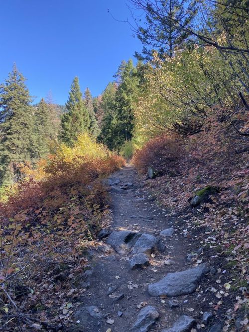 A rocky trail winds through vibrant autumn foliage and tall trees under a clear blue sky.