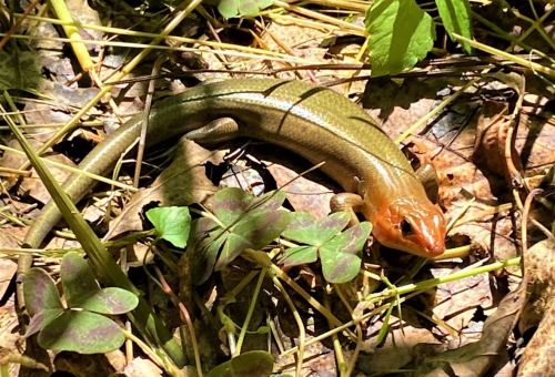 A slender lizard with a shiny body and orange head resting among green leaves and clovers on the forest floor.