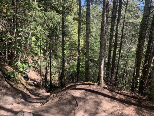 A winding dirt trail through a dense forest of tall trees and greenery under a clear blue sky.