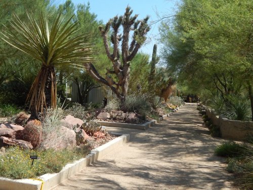 A sandy path winds through a desert garden filled with various cacti and desert plants under a clear blue sky.