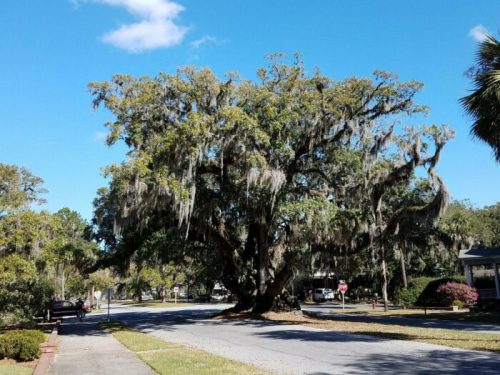 A large tree draped with Spanish moss stands on a sunny street, with houses and palm trees in the background.