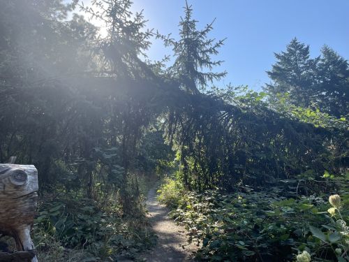 A sunlit path through dense greenery, framed by overhanging trees, inviting exploration in a serene natural setting.